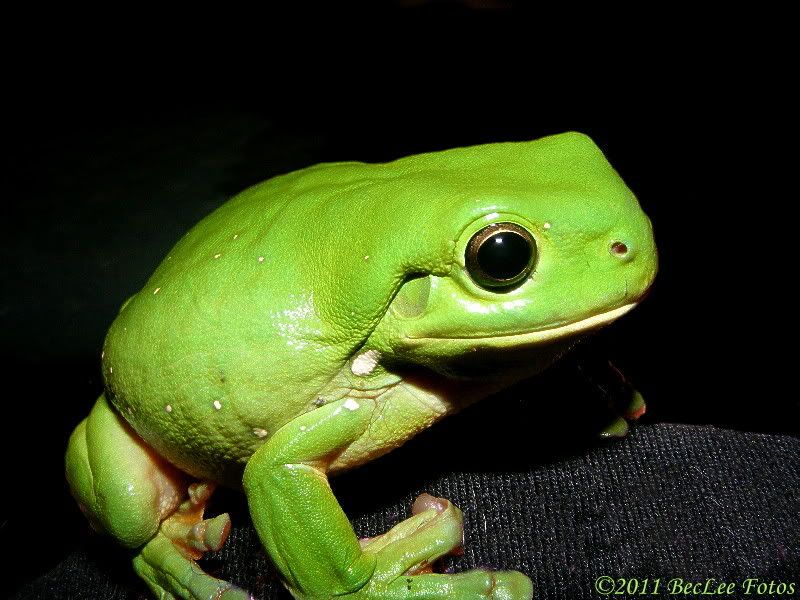 TreeFrog26thJan2011.jpg