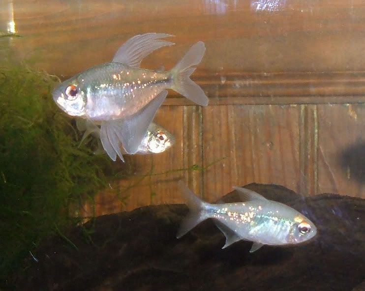 060217NewDiamondTetras.jpg