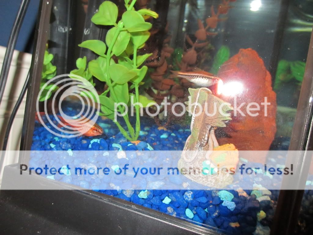 fishpics2006.jpg