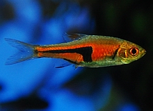 Rasbora_Lambchop_Rasbora_Thumb.jpg