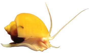 pomacea_bridgesi.jpg