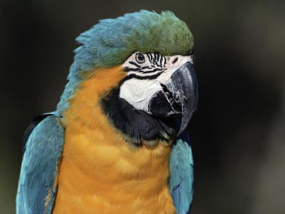 macaw-picture.jpg