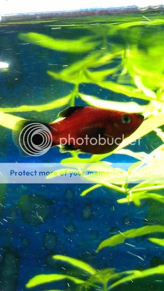 platy_zps9897636a.jpg