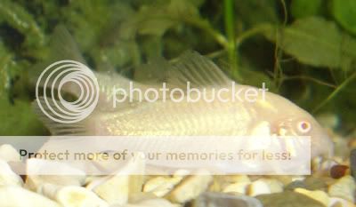 130806babycories1.jpg