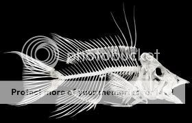 SkeletonFish1.jpg