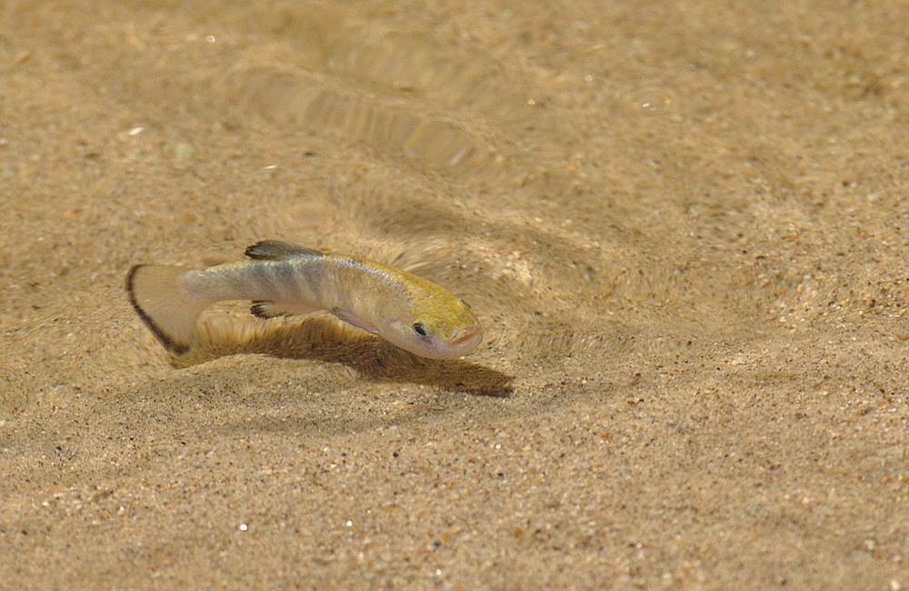 pupfish5.jpg