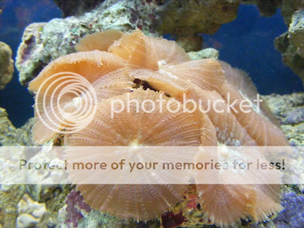 2010_0222corals0001.jpg