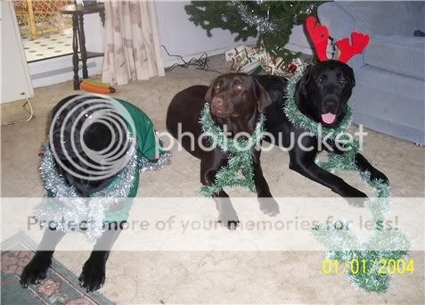 181205dogs.jpg