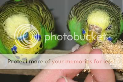 aviarybudgies100.jpg