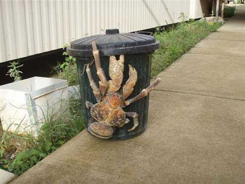 coconut-crab.jpg