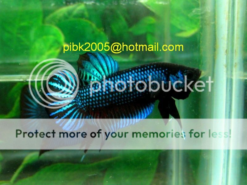 fwbettas1358781419.jpg