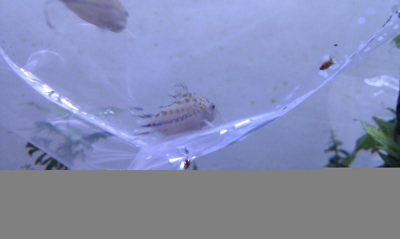 corydoras.jpg