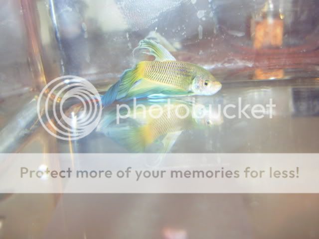 whitebettas076.jpg