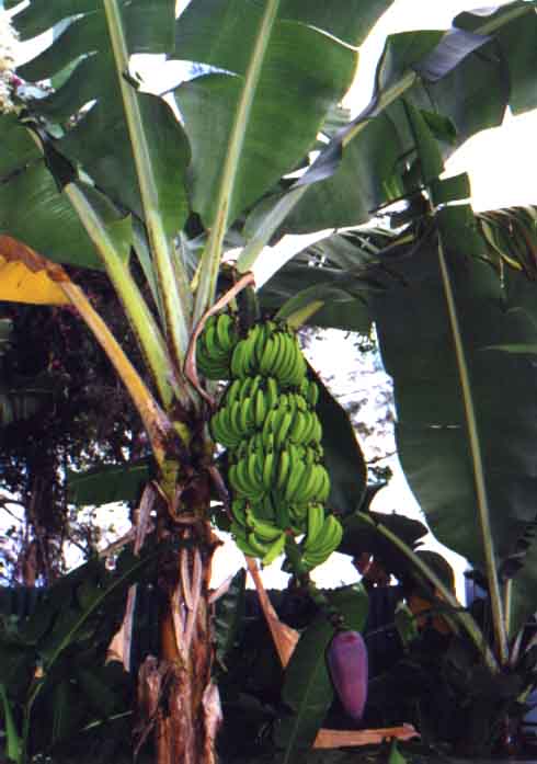 banana_tree.jpg