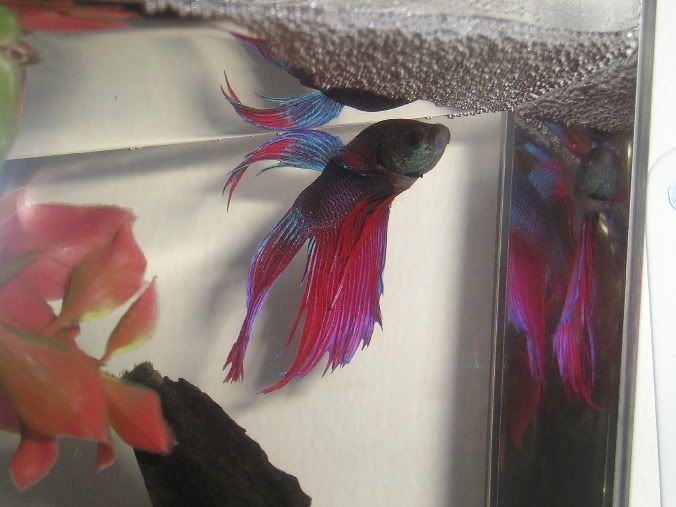 betta3.jpg