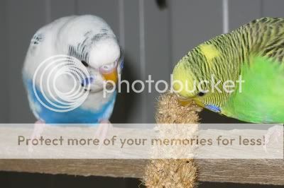 aviarybudgies076.jpg