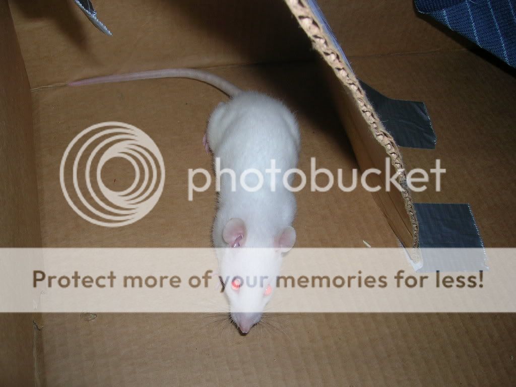 Rattie1005.jpg