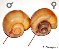 pomacea_bridgesi_sexdiff.jpg