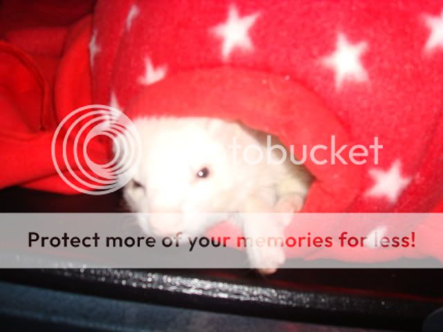 ferrets1011.jpg