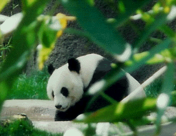 Panda.gif