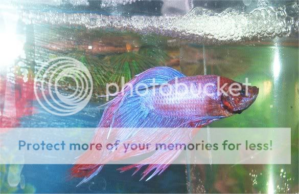 purplebluebetta.jpg