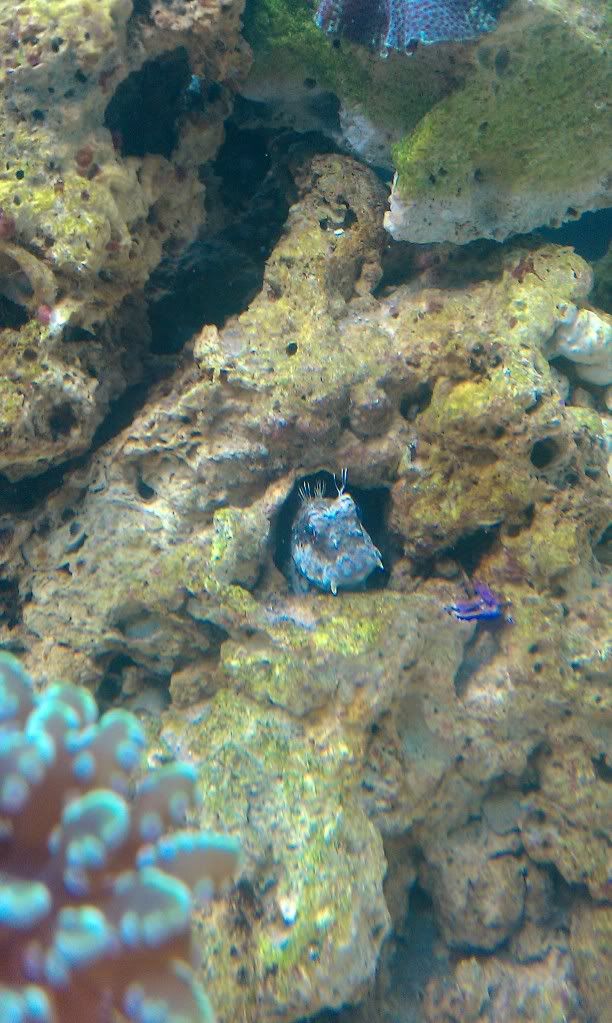 blenny.jpg