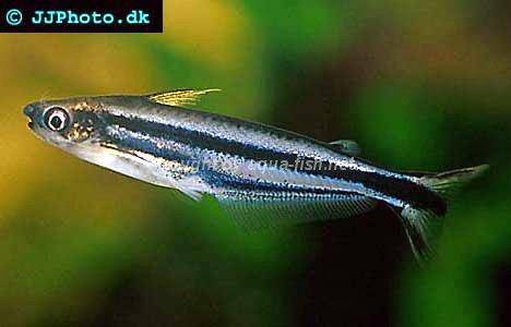 three-striped-african-glass-catfish-3.jpg