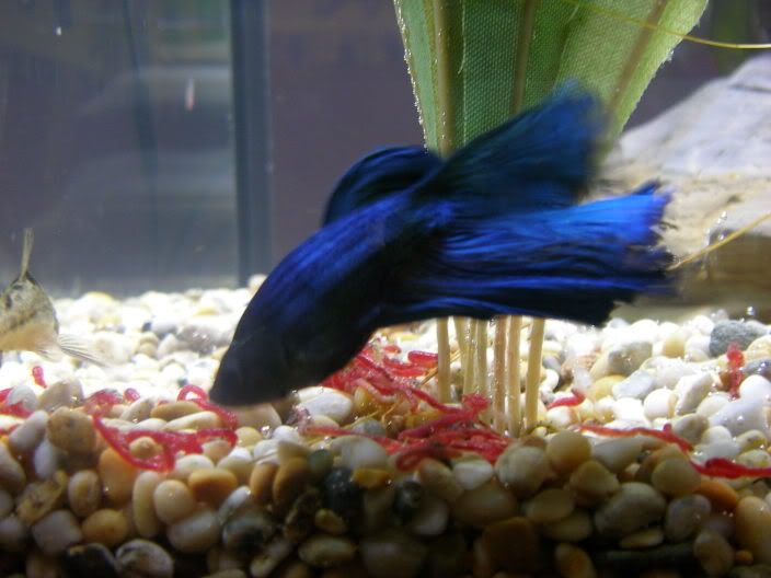 bettas007.jpg