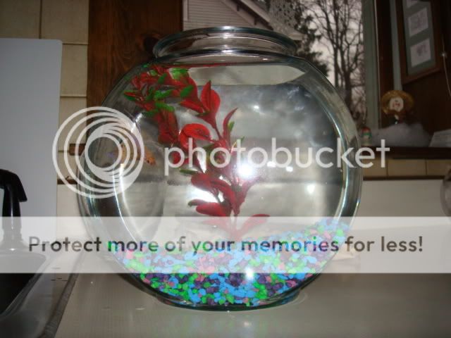 bettas2009.jpg