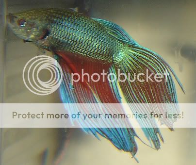 betta2.jpg