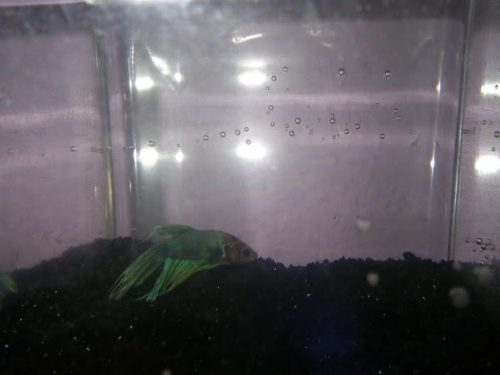 bettas008.jpg