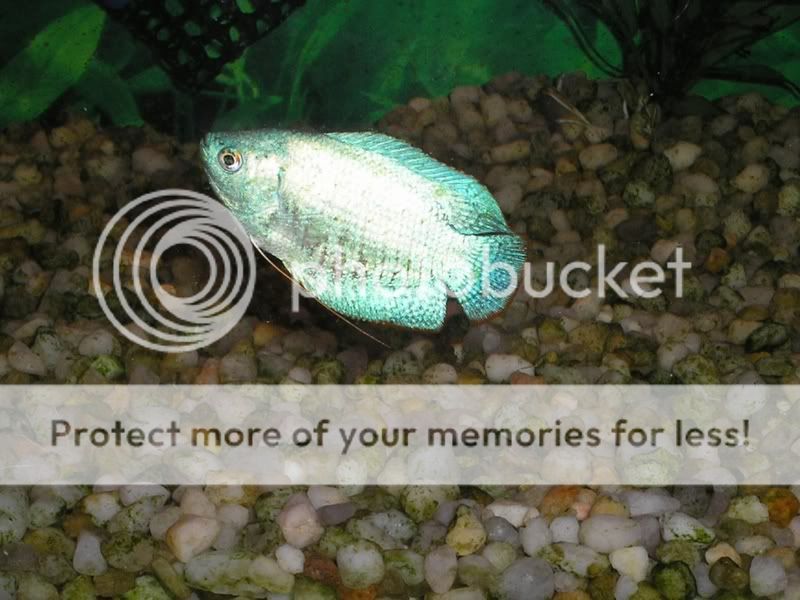 dwarfgourami.jpg