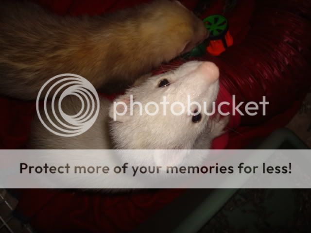 ferrets009-1.jpg