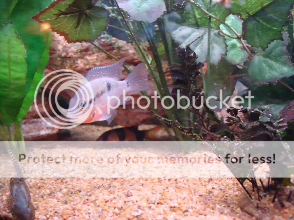 firemouthcichlid2.jpg