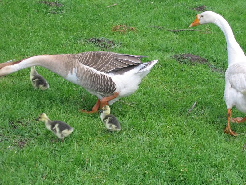 goslings002.jpg