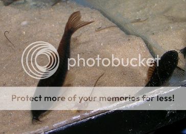 Blackcorys6.jpg