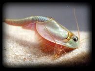 triops_1.jpg