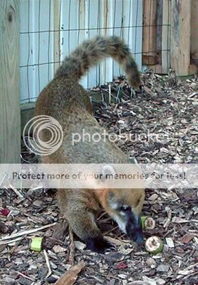 Coati2_web.jpg