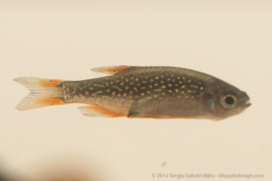 galaxy_rasbora_sick__DSC3590.jpg