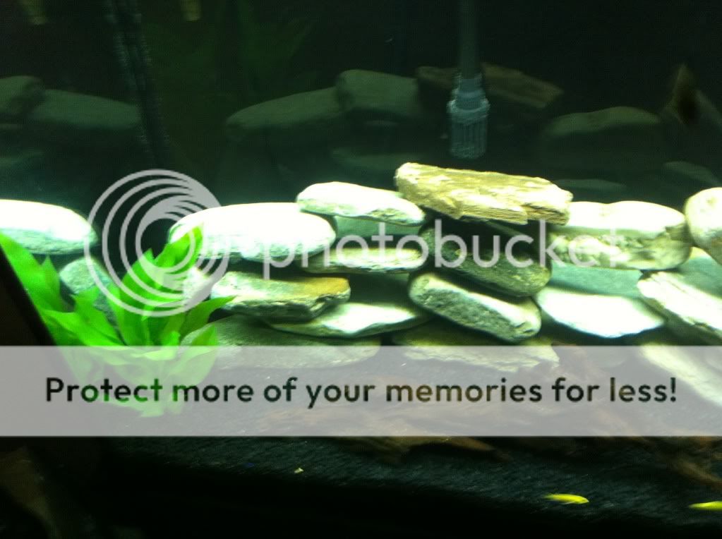 babycichlids003.jpg