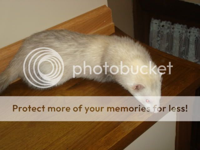 ferrets039-1.jpg