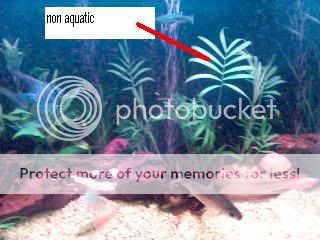 nonaquatic1.jpg