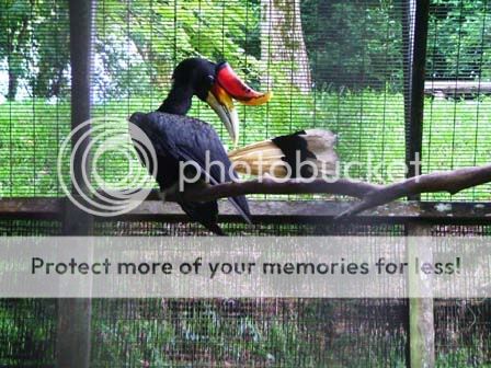 hornbill-zoo.jpg