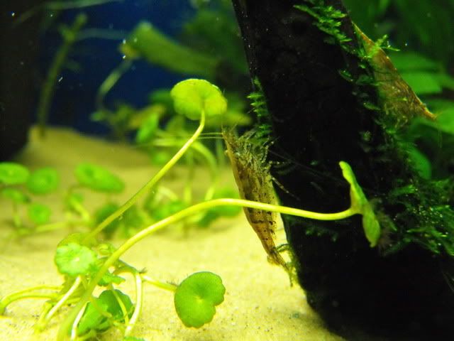 2010_1007shrimp0242.jpg