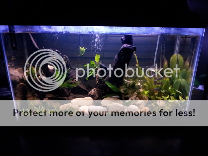 fishtank.jpg