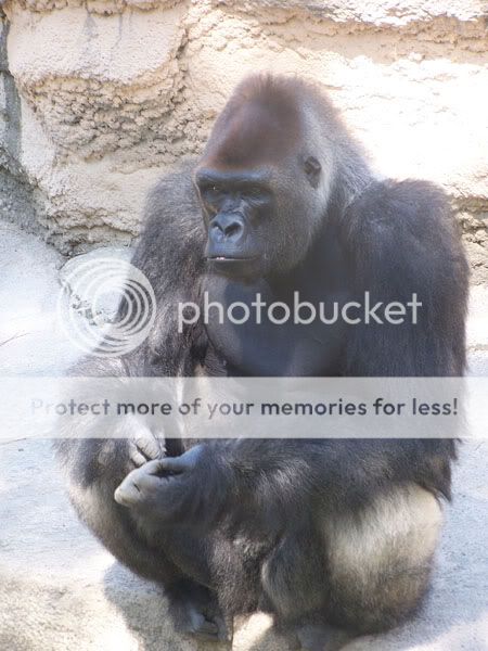 lowlandgorilla3.jpg