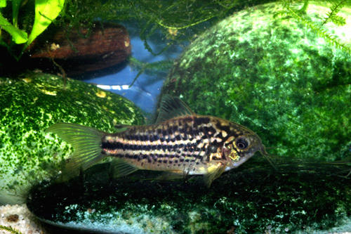 corydoras_bilineatus_species_large.jpg