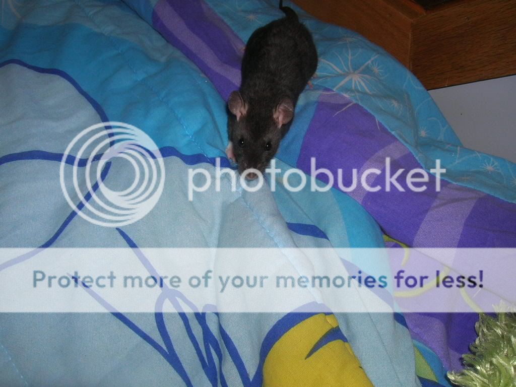 ratties2003.jpg