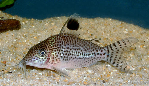 corydoras_leopardus_species_large.jpg