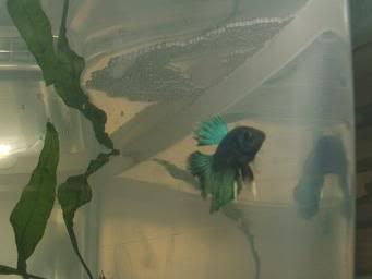 bettas616.jpg